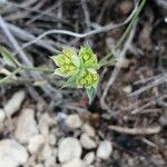 Bupleurum baldense Flower