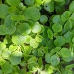 Sedum ternatum Leaf