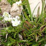 Sagina glabra Leaf