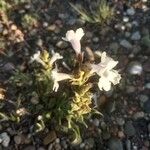 Penstemon albidus Flor