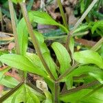 Valeriana locusta Hoja