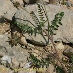 Astragalus stella Other