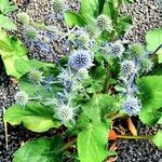 Eryngium planum Leaf