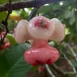 Syzygium aqueum Фрукт