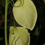 Passiflora platyloba Frukt