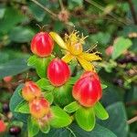 Hypericum x inodorum