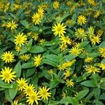 Sanvitalia procumbens Flower