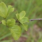 Flacourtia indica Blatt