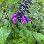 Salvia involucrata Flor