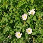 Rosa corymbifera Flower