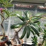 Pachypodium rosulatum Συνήθη χαρακτηριστικά