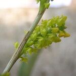 Polystachya golungensis Flower