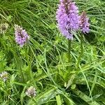 Dactylorhiza maculata 整株植物