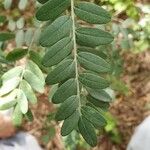 Sophora macrocarpaপাতা