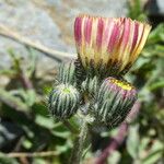 Pilosella lactucella Flower