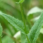 Crepis pyrenaica Blatt