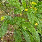 Malus coronaria Leaf