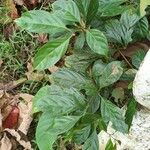 Nothaphoebe umbelliflora Лист