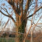 Ailanthus altissima Bark