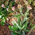 Erigeron alpinus Staniste