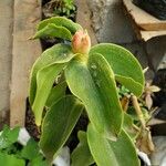 Costus spicatus Feuille