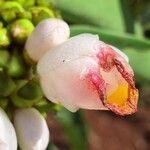 Costus afer Λουλούδι