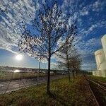 Fraxinus excelsior 整株植物