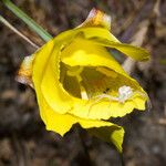 Calochortus luteus Flower