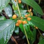 Psychotria calocarpa फल