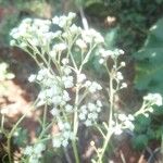 Parthenium hysterophorus Flower