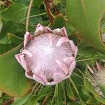 Protea cynaroides Květ