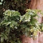 Caesalpinia echinata Hoja