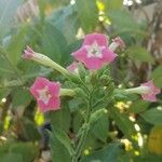 Nicotiana tabacumÕis