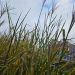 Miscanthus sinensis موطن