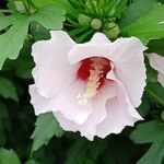Hibiscus syriacus Blomma
