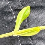 Centaurium erythraea 葉