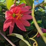 Passiflora manicata Flor