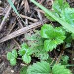 Fragaria virginiana Hoja