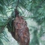 Pseudotsuga menziesii Gyümölcs
