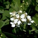 Rubus canescens 花