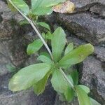 Berberis aristata Leaf