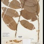 Ryania spruceana برگ