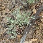 Artemisia ludoviciana List