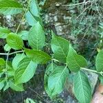 Euonymus latifoliusFolha