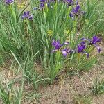 Iris spuria 整株植物