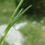 Silene ciliata Hoja