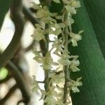 Rhipidoglossum rutilum Flower