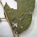 Styrax pallidus Drugo