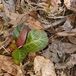 Pyrola picta Leaf