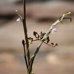 Utricularia foveolata Kukka